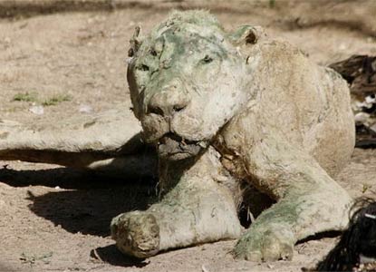 巴以冲突致使加沙动物园动物变干尸