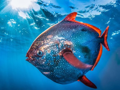 opah1_88321_990x742