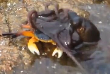 章鱼突然水中跳出捉住螃蟹 拖其下水