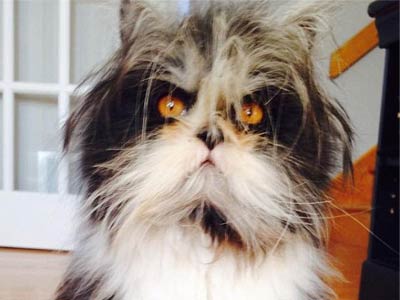 严肃脸猫：猫咪患多毛症长相奇特 天生一张“严肃脸”因可怕的刺中灵魂的眼神爆红网络