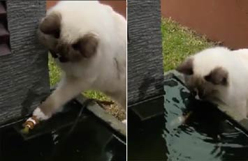 猫帮助它的鱼朋友脱离困境