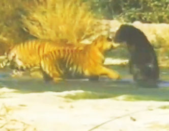 当黑熊遇到2只老虎 意想不到的事情发生了