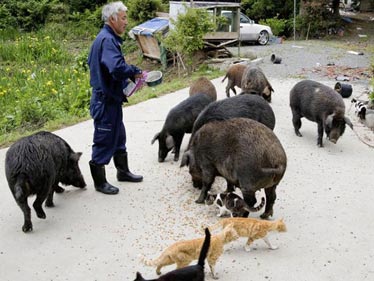 福岛的动物守护者:日本建筑工人回福岛核污染地区照顾留守动物