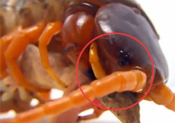 【视频，慎入！】实拍巨型蜈蚣吃壁虎 啃咬只剩骨头