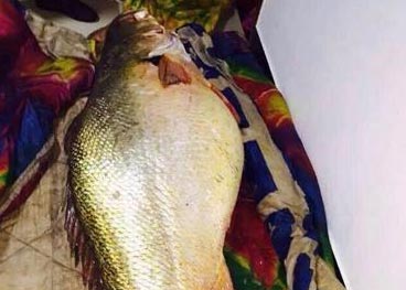 福建渔民捕获160斤重野生黄瓜鱼 价值400万