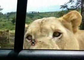 南非野生动物园狮子用嘴打开车门 吓呆女游客