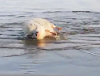 猪喜欢去海边 YouTube小猪看到海兴奋打滚奔跑