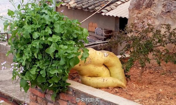 云南村民种出“土豪”萝卜 长1.2米重约30斤