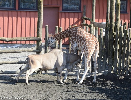 动物园羚羊顶死长颈鹿 十名儿童目睹全过程
