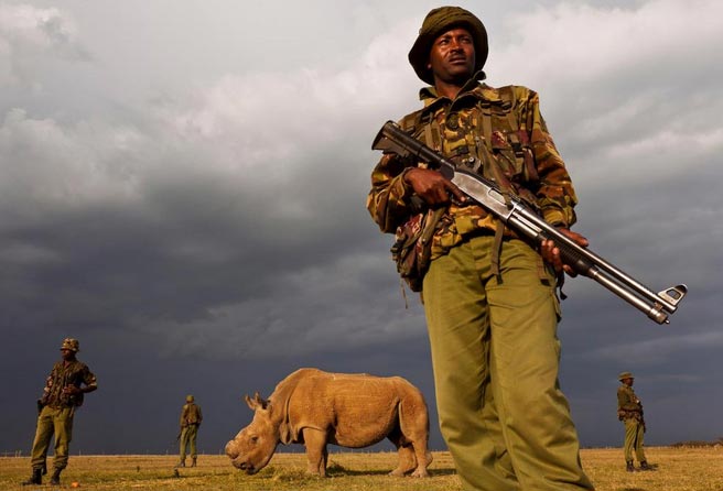 最后一只白犀牛：肯尼亚武装警察守护最后仅存白犀牛