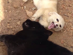 一只获救耳廓狐和黑猫之间不同寻常的友谊
