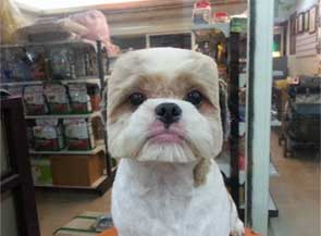 给狗一个“方头”“圆头”发型在台湾成为流行趋势