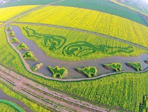 有才华：上海油菜花田种植成大地油画《丝绸之路》