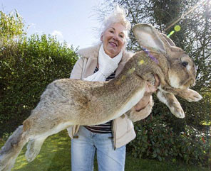 世界最大的兔子：英国家兔体长1米3成世界最大兔子