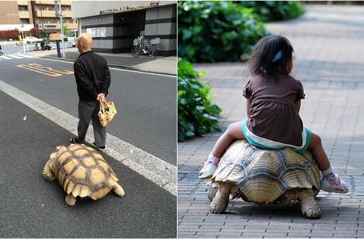世界上最有耐心的主人 日本老人东京街头溜巨龟散步(图)