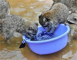 动物园劳模评选 浣熊抢着“洗衣服”
