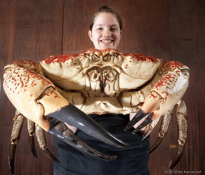 塔斯马尼亚巨型螃蟹：这才叫大螃蟹