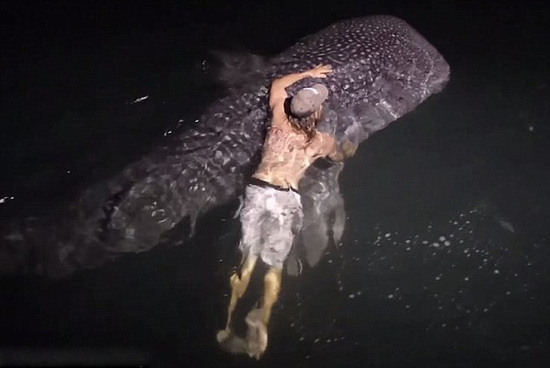 男子半夜发现5米巨鲨渔船边徘徊 跳海与巨鲨共游