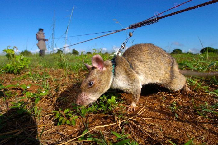 英雄巨鼠：非洲巨鼠被训练成排雷精英
