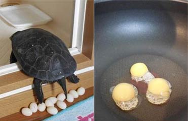 乌龟下蛋 主人居然把蛋煎了。。。没错，是煎了