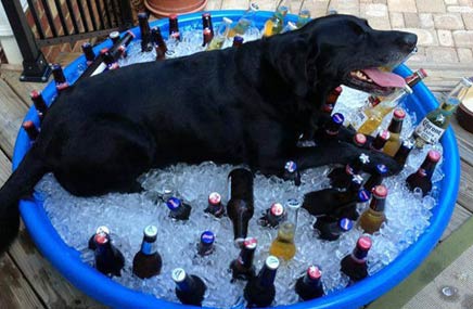 9个狗知道如何击败炎热的夏天