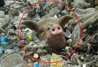 垃圾掩埋场冒出一颗会动的猪头：是哪个”猪头”埋了它？