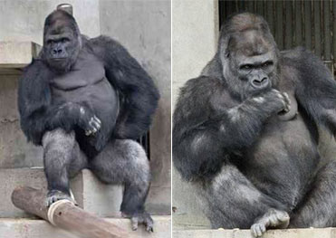 日本大猩猩太帅 引少女集体“追猩”