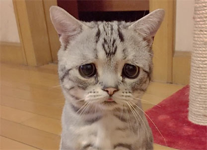 忧郁的小猫因悲伤面孔爆红 小猫来自北京