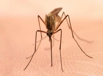 蚊子最喜欢咬的八类人：化妆后更容易招蚊子