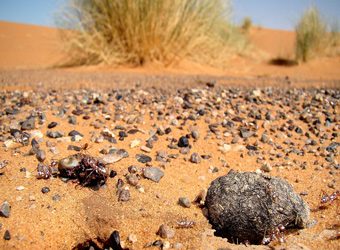 最耐热生物：撒哈拉银蚁如何在75°沙漠保持凉爽？