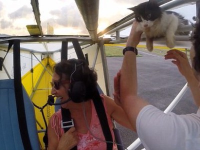 一只猫偷乘飞机 在数千英尺高空的机翼上 吓死喵了！