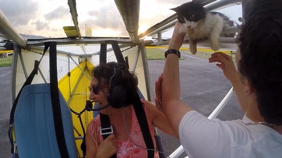 一只猫偷乘飞机 在数千英尺高空的机翼上 吓死喵了！