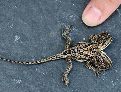 英国养殖场孵化出罕见双头蜥蜴 全球只有四例