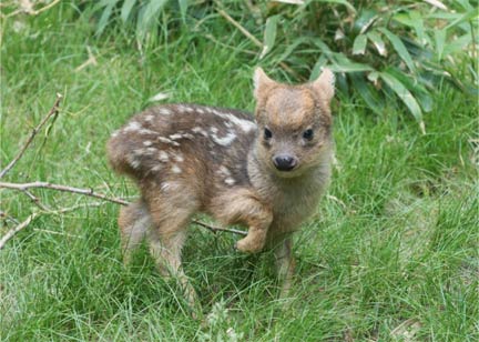 世界上最小的鹿科动物 出生在纽约动物园仅有450克