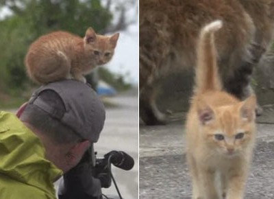 小猫与摄像师交朋友