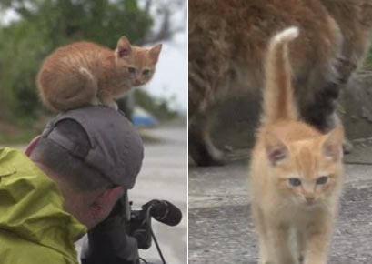小猫与摄像师交朋友