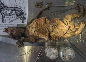 西伯利亚发现世界最古老狗木乃伊 死于山崩意外