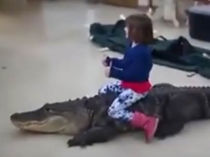 小萝莉在家骑大鳄鱼玩 鳄鱼终于转岗宠物界