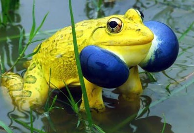 10个世界上最酷的青蛙和蟾蜍