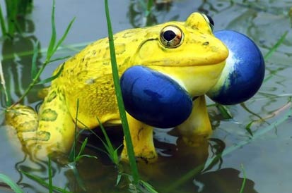 10个世界上最漂亮的青蛙和蟾蜍 就像来自科幻电影