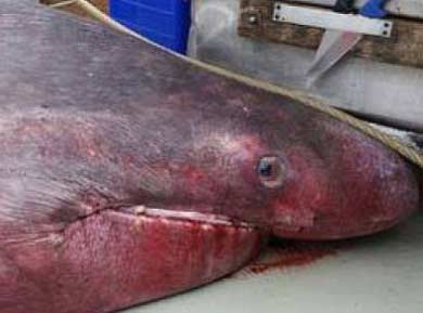6.5米长深海怪物！澳大利亚渔民捕获史前巨鲨
