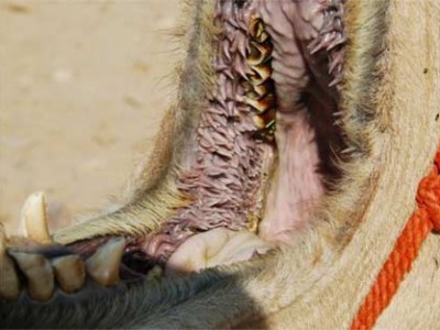 骆驼的嘴巴里面是什么样知道吗 胆小勿点！
