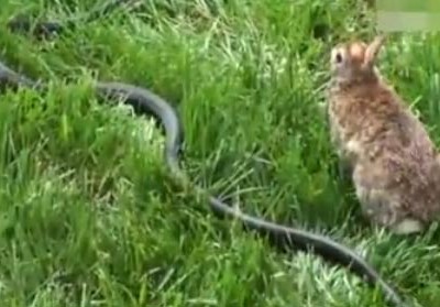 兔子为救自己的幼崽 和大蛇拼了！