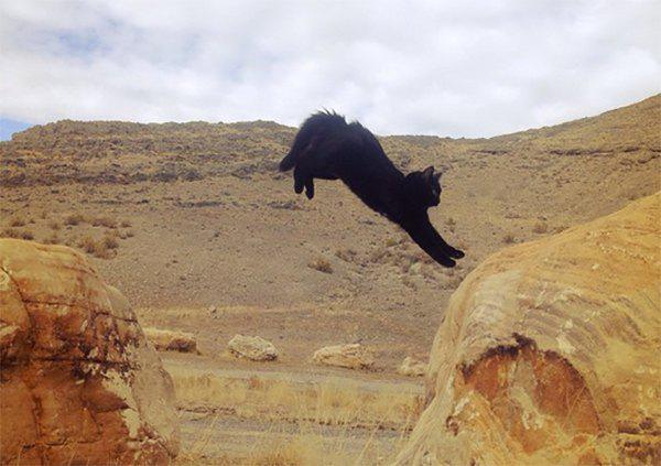 惊人的攀岩猫：这只黑猫似乎对攀岩充满激情
