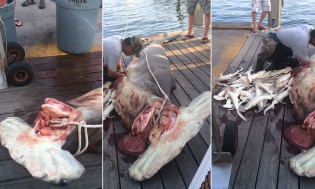 怀孕母鲨被渔船拖死 腹剖出34只幼鲨