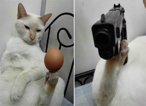 马来西亚平衡猫走红 能用脚举鸡蛋拿玩具枪