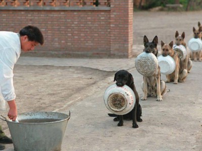 中国警犬排队打饭是真的吗？