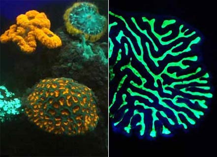 海下致幻：红海发现发光的彩虹珊瑚