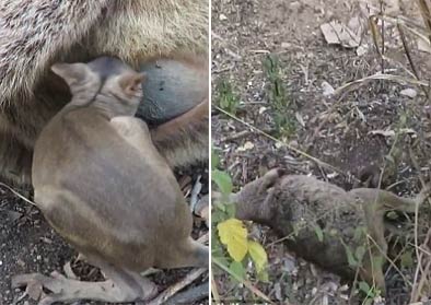 袋鼠妈妈被汽车撞了后 袋鼠宝宝试图爬回母亲的育儿袋