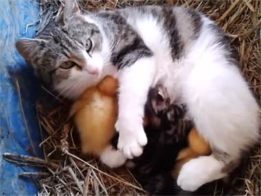 都别过来：猫妈妈保护鸭宝宝